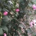木槿花