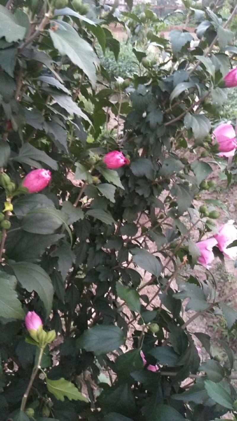 木槿花