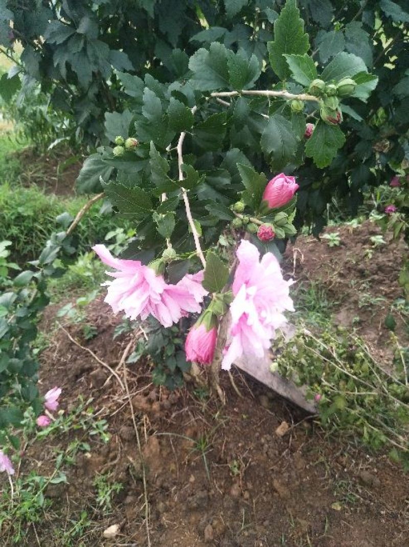 木槿花