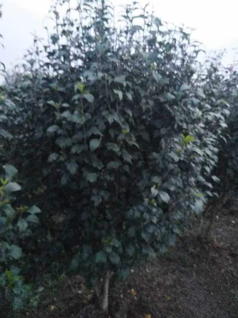 木槿花