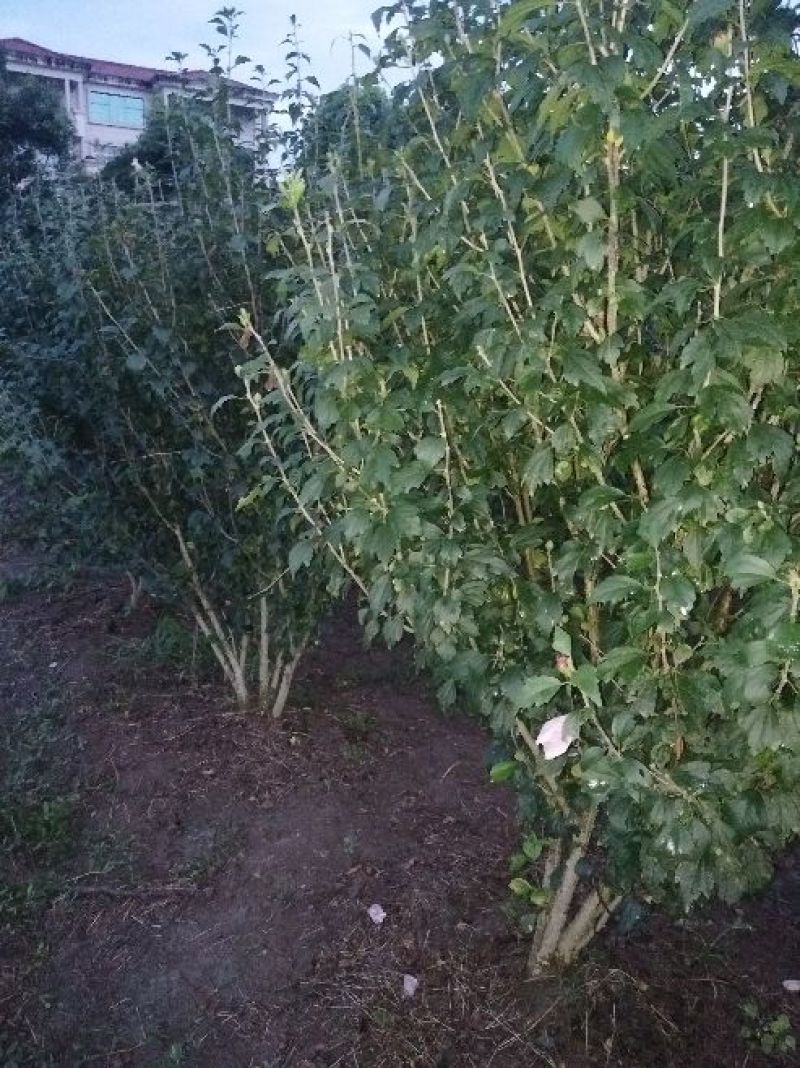 木槿花