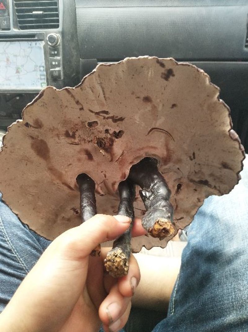 野生灵芝，超级品质！