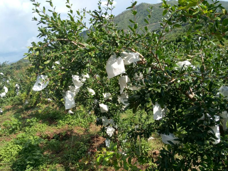 突尼斯软子石榴