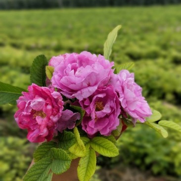 四季玫瑰