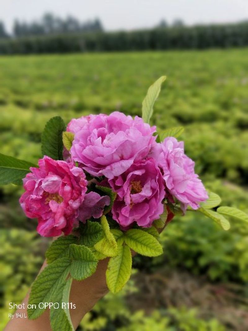 四季玫瑰
