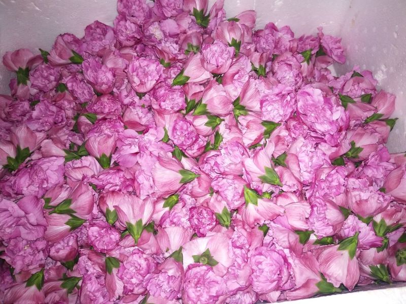 木槿花