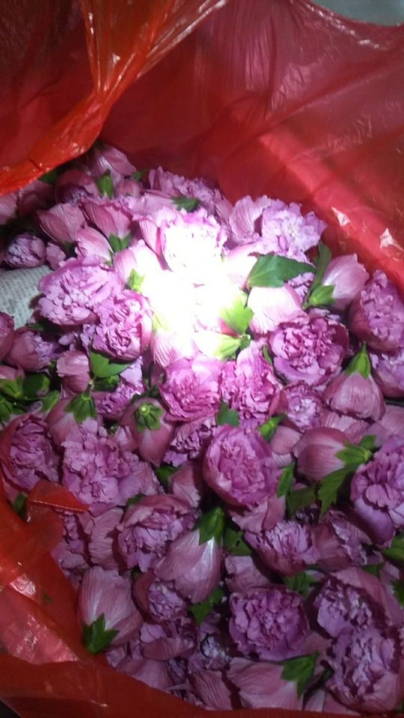 木槿花