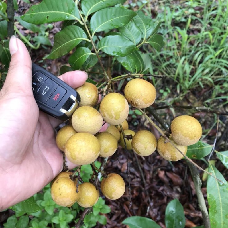 储良龙眼25毫米以上统货