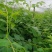 中花吴茱萸苗80cm以上
