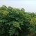 中花吴茱萸苗80cm以上