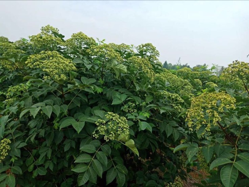 中花吴茱萸苗80cm以上
