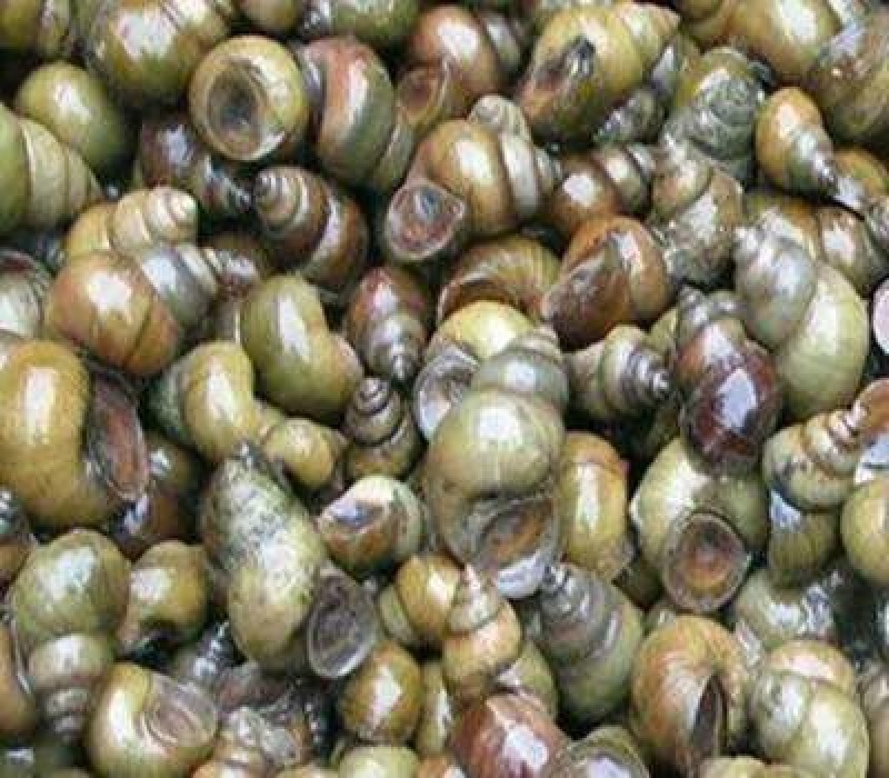 螺蛳食用鲜活