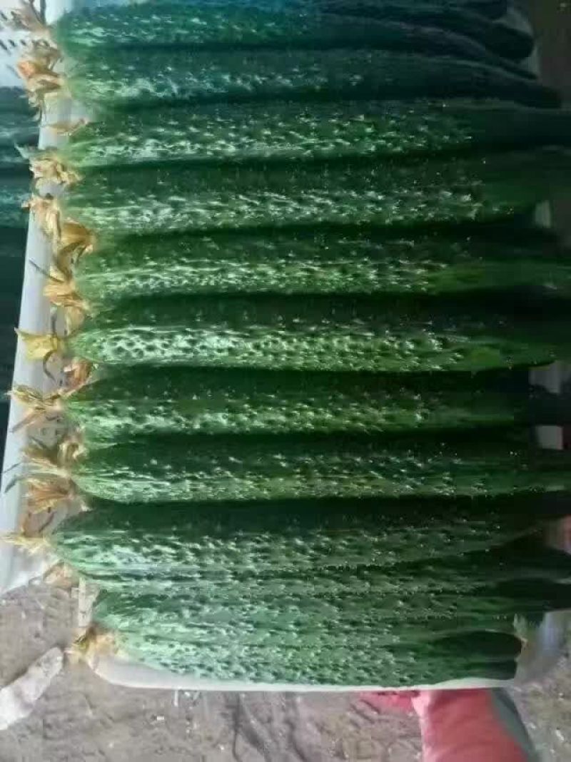 刺黄瓜，油亮，短把，中，小条瓜都有，常年代收代发