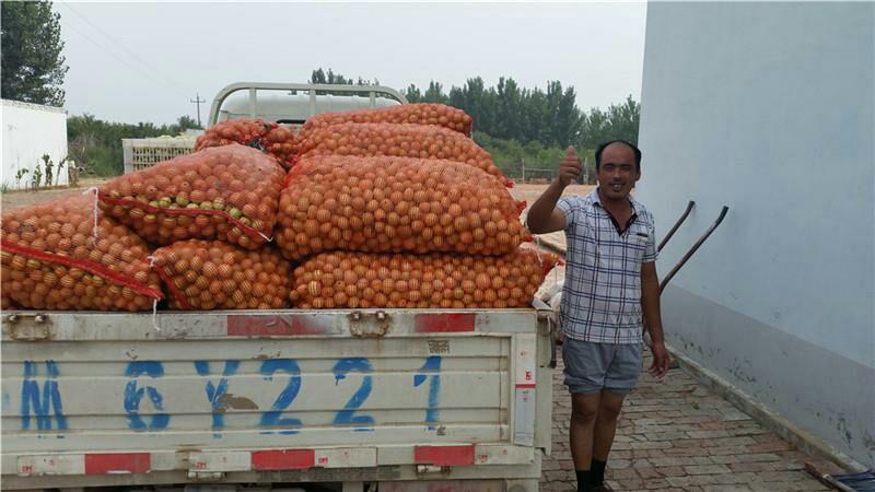 鲜枣大量上市早脆王鲜枣产地直供批发价格低