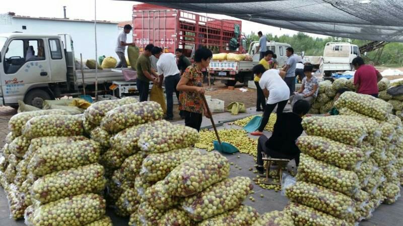 山东早熟鲜枣产地手摘保质保量，量大从优供拼多多社区团购