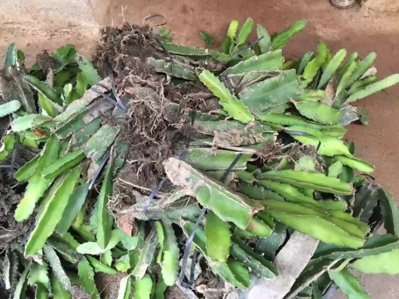 金都1号红心火龙果苗优质红心火龙果苗，红皮红肉