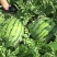 京欣西瓜10斤打底9成熟1茬