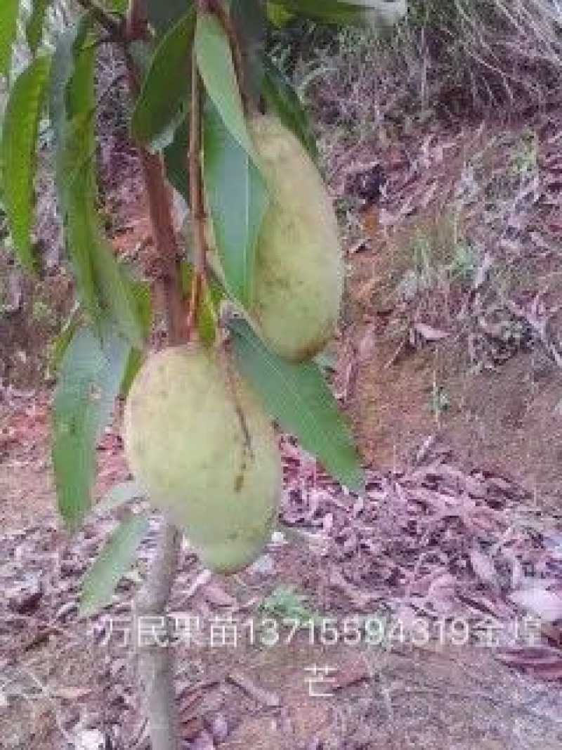 金煌芒果苗，台农芒果你，四季蜜芒苗