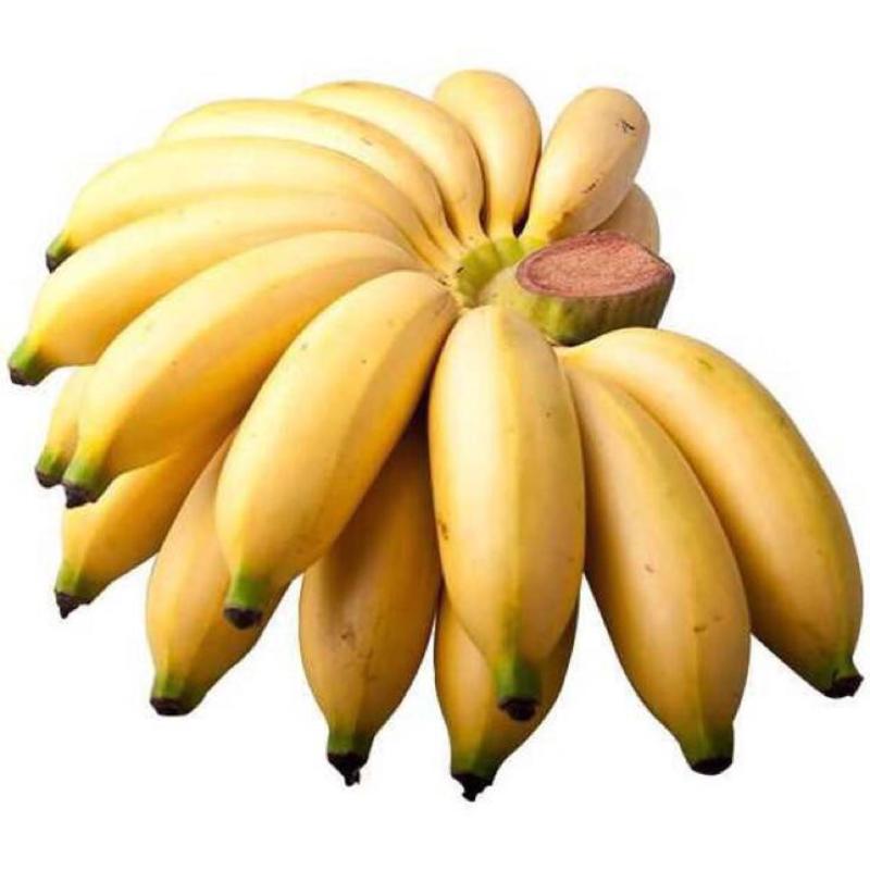 香蕉苗粉焦苗红美人焦苗可带土发货，当年种当年结果