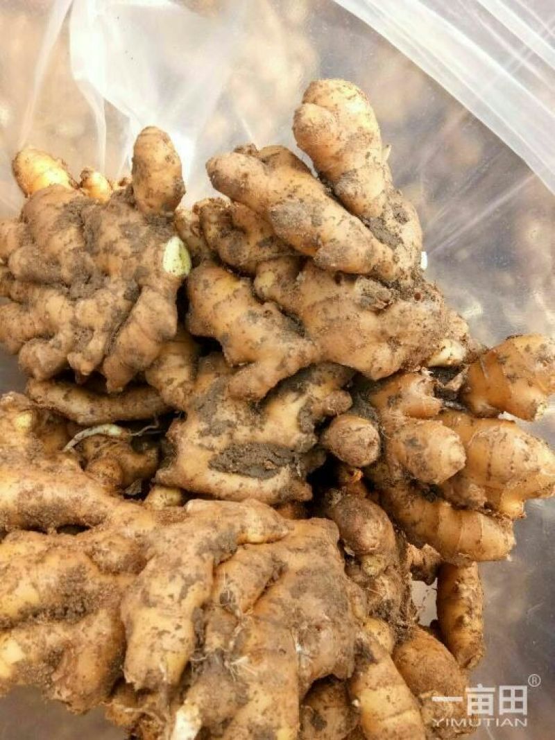 【推荐】陕西生姜产地发货新姜老姜全国发货量大从优品质保证