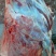 生鲜驴肉
