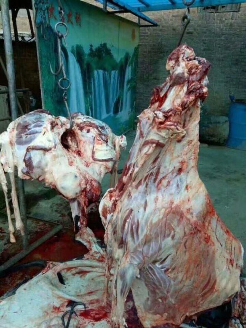 生鲜驴肉