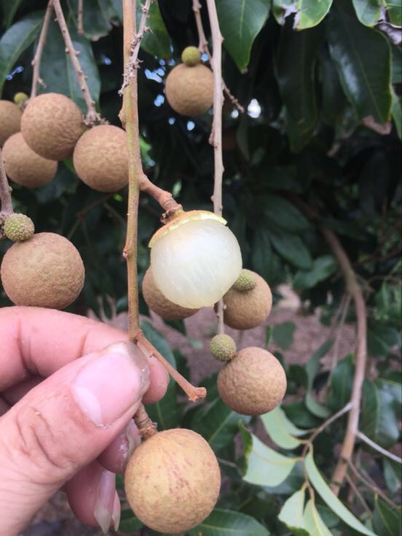 石硖龙眼