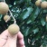 石硖龙眼