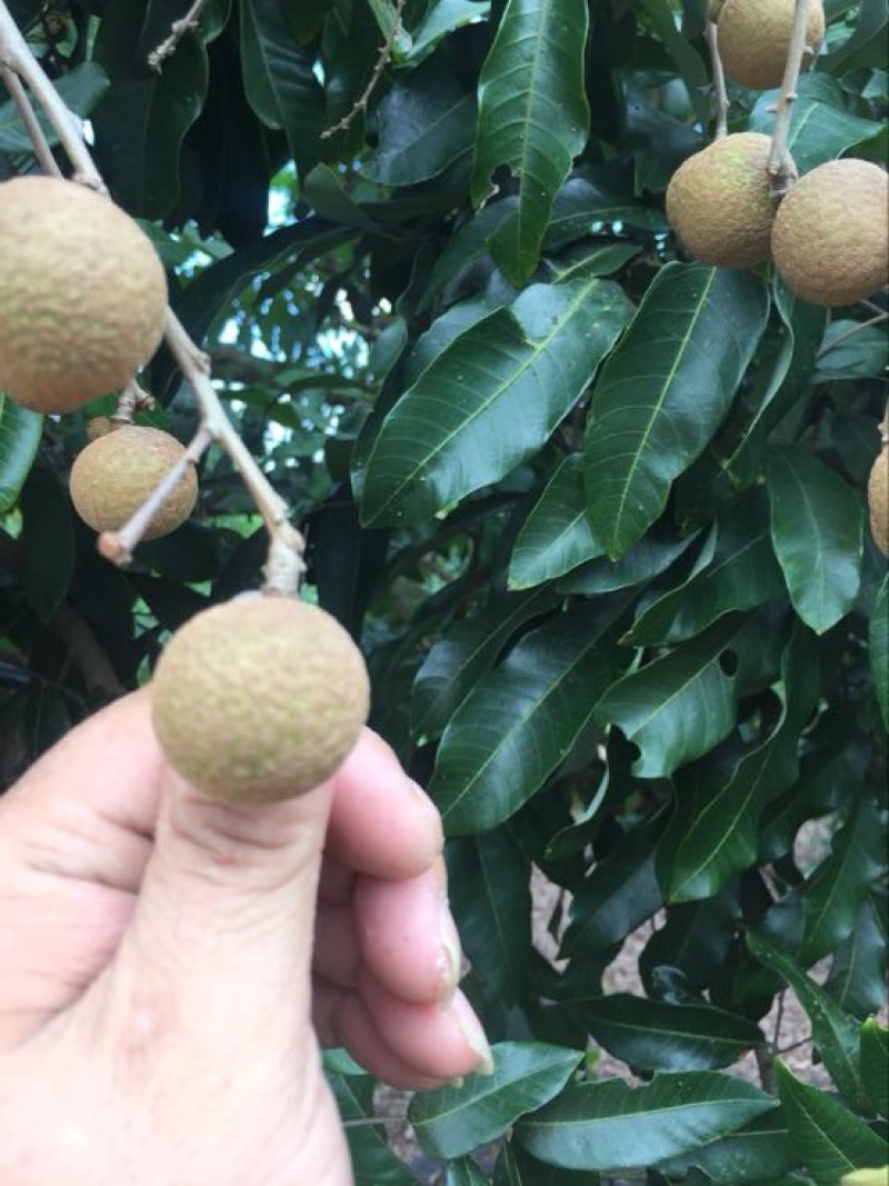 石硖龙眼