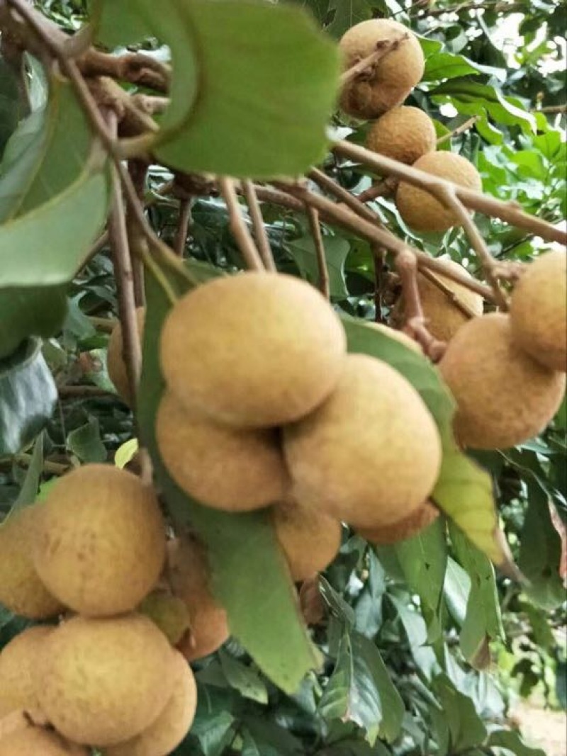 石硖龙眼