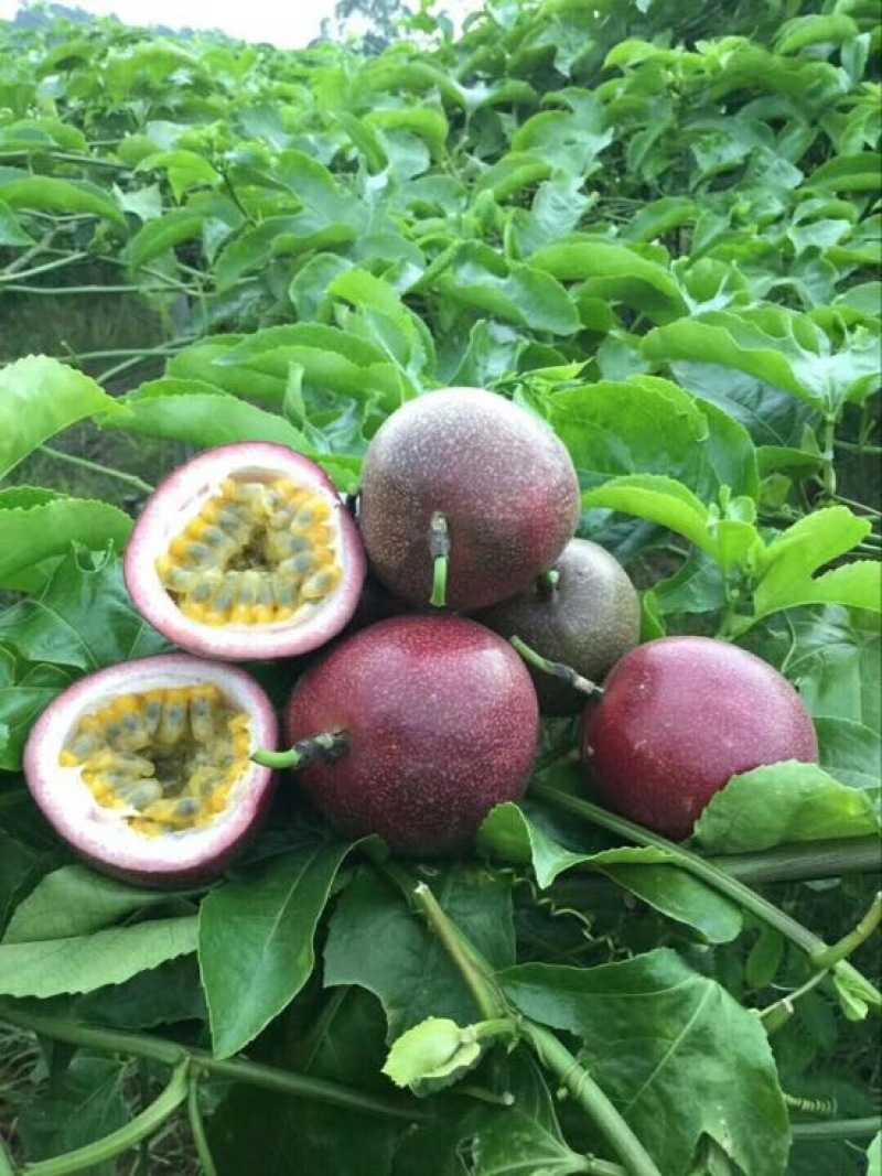 百香果紫果