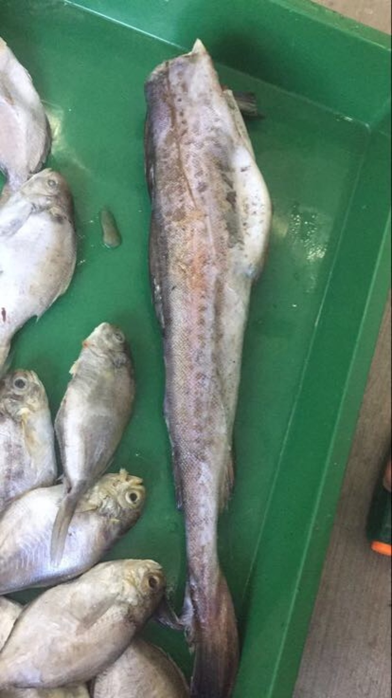 刀鱼冰鲜鱼