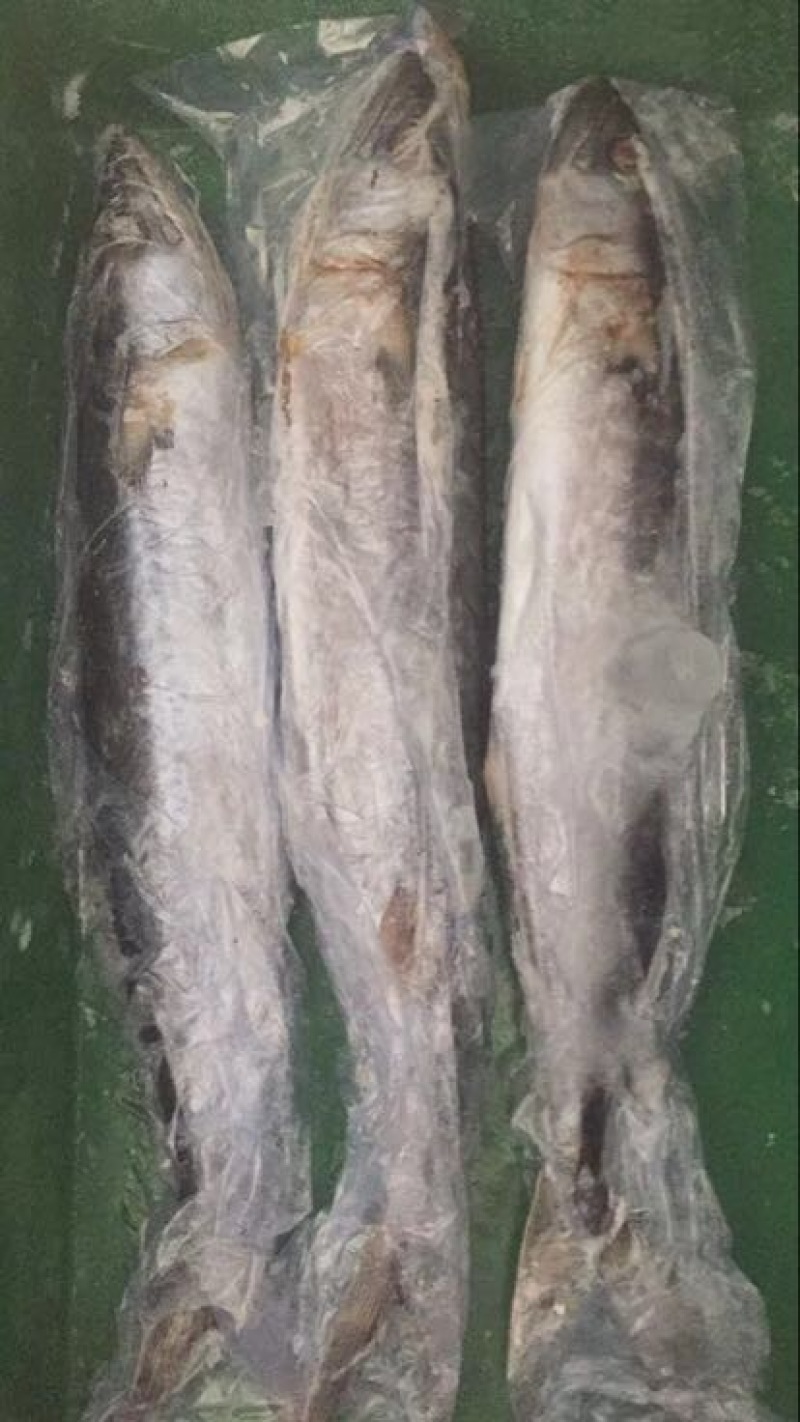 刀鱼冰鲜鱼