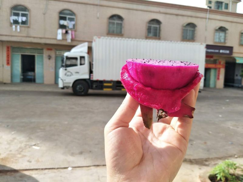 金都1号蜜宝红心火龙果新鲜应季热带水果