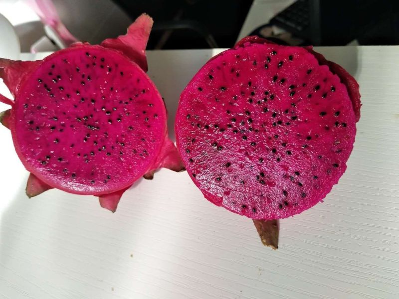 金都1号蜜宝红心火龙果新鲜应季热带水果
