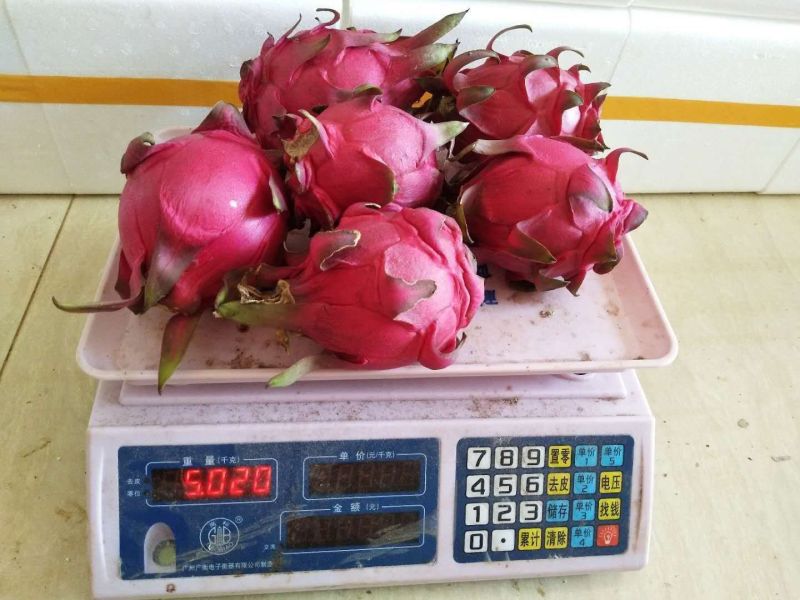 金都1号蜜宝红心火龙果新鲜应季热带水果