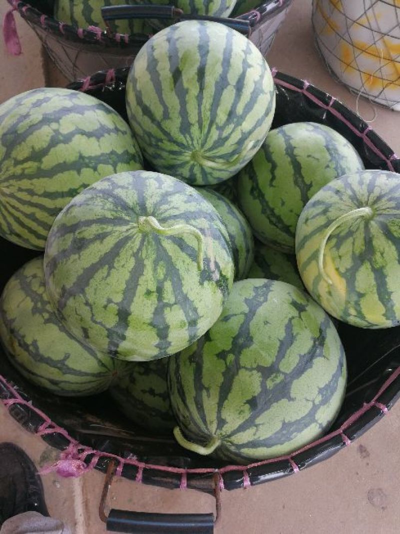 大棚麒麟西瓜，美都西瓜，9成熟，甜度高