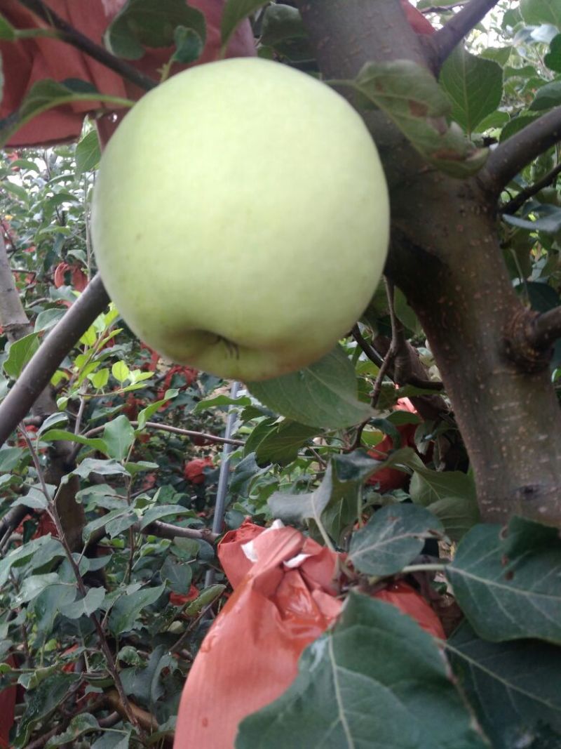 河南苹果自产自销华硕苹果7月8号大量上市脆甜