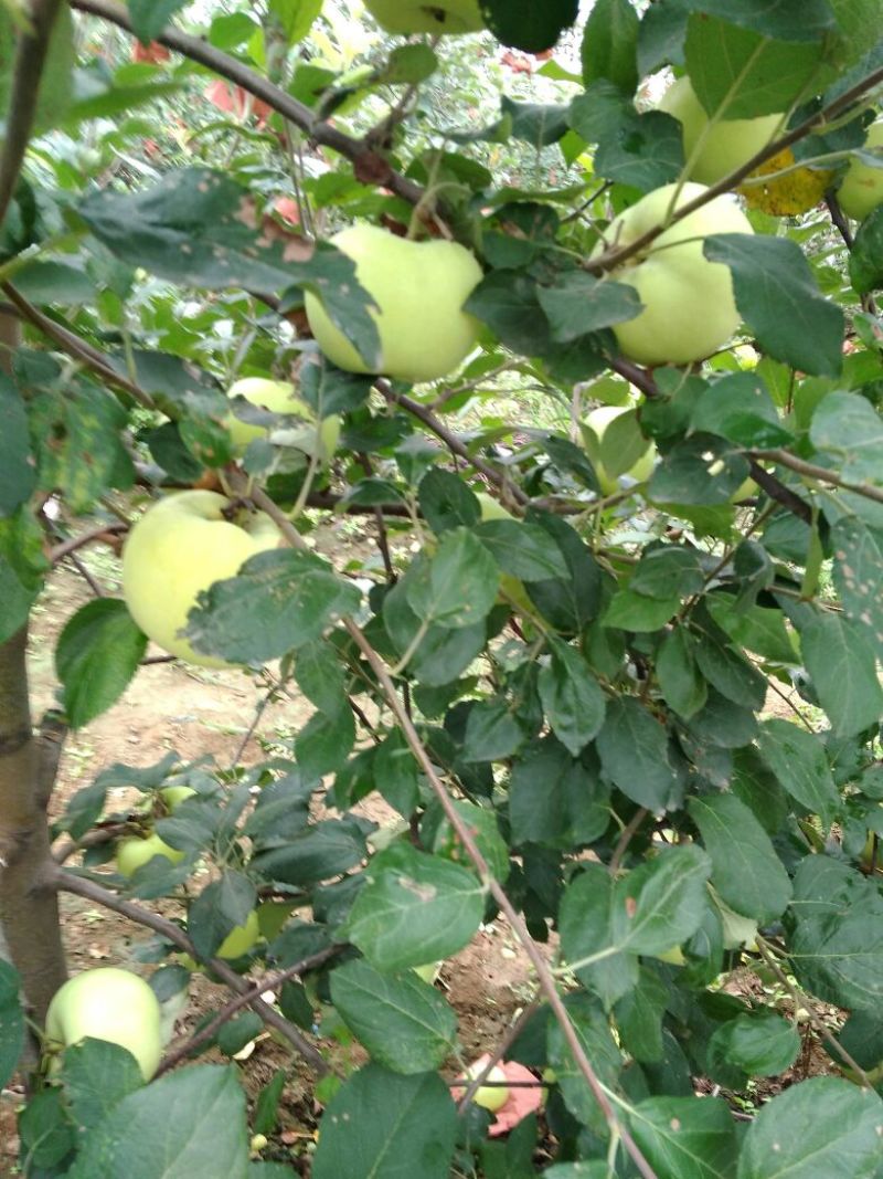 河南苹果自产自销华硕苹果7月8号大量上市脆甜