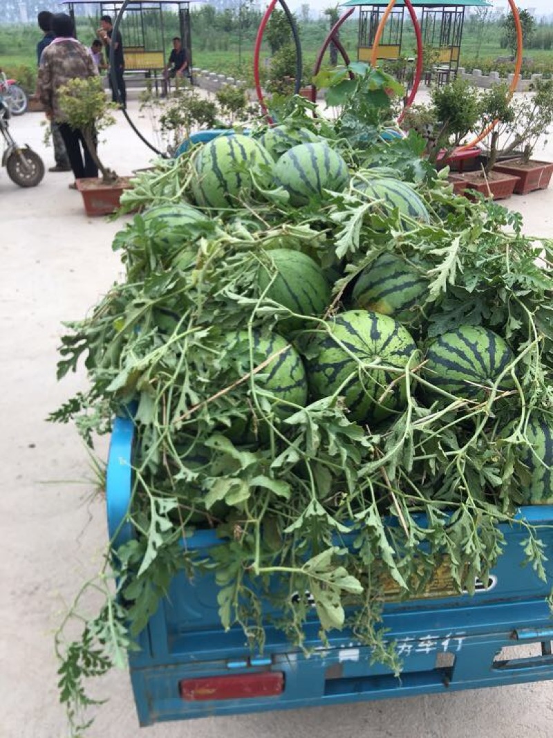 美都西瓜7斤打底9成熟1茬价格美丽欢迎全国各地老板