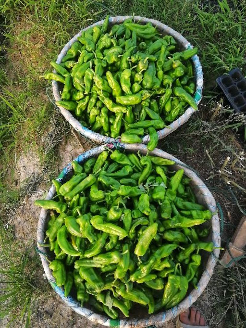 青椒