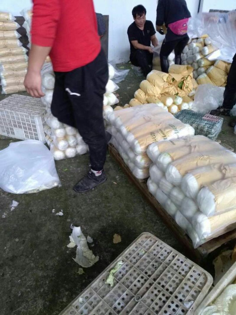 【今日推荐】湖北黄心大白菜，产地直发，货源稳定，品质保证