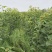 吉塞拉樱桃树苗成品俄罗斯8号早大果拉宾斯萨米托