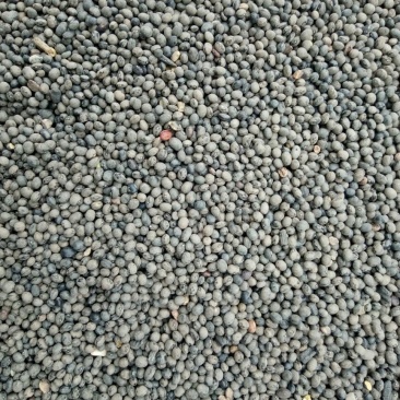 出售野料豆，马料豆，主治，补肾壮阳，清脑
