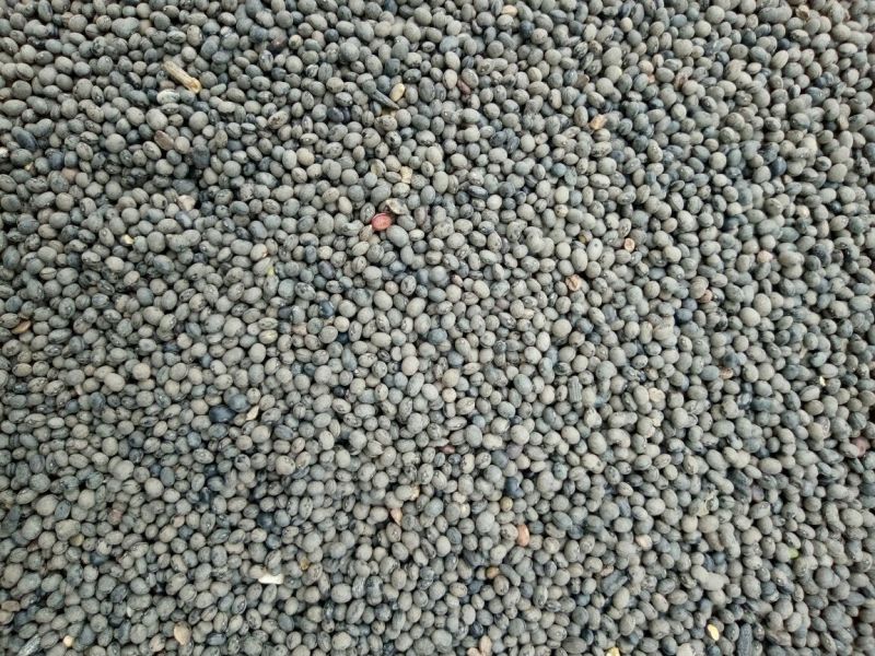 出售野料豆，马料豆，主治，补肾壮阳，清脑