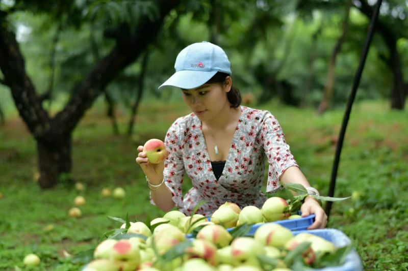 正宗河源连平鹰嘴水蜜桃