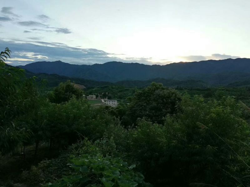 正宗河源连平鹰嘴水蜜桃