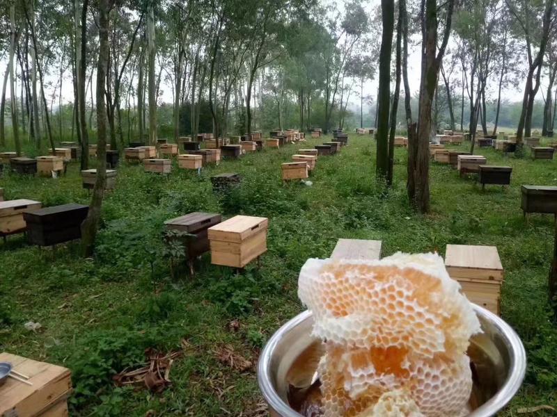 新鲜蜂蜜枣花蜜农民自产，支持一件代发包邮，送礼