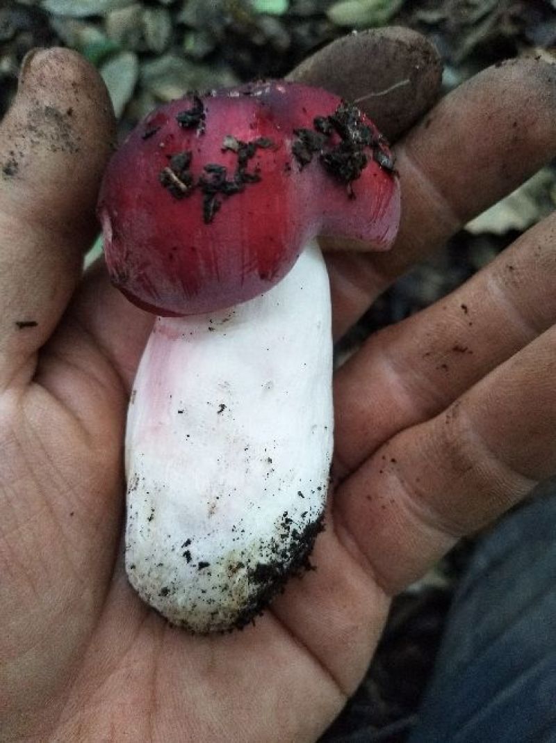 红菇，标菇，高山红，紫面蓝底红菇，个个精品，大量批发零售