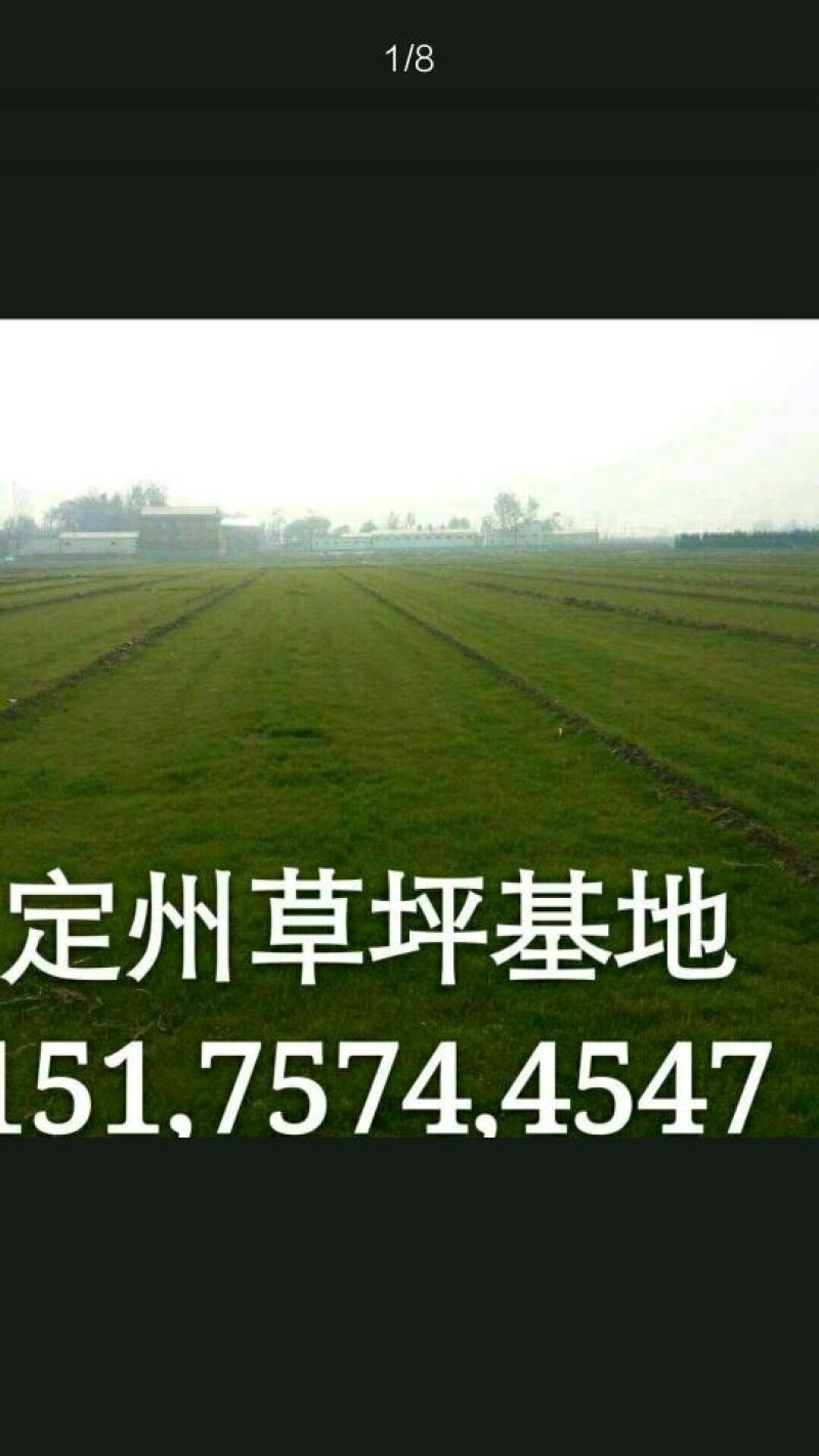 早熟禾草坪，卫矛
